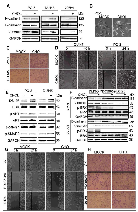 Co-IP-MS/MS、生物信息學(xué)分析-客戶文獻(xiàn)-輝駿生物.png