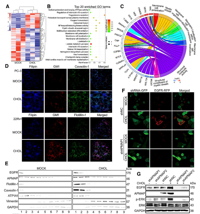 Co-IP-MS/MS、生物信息學(xué)分析-客戶文獻(xiàn)-輝駿生物.png