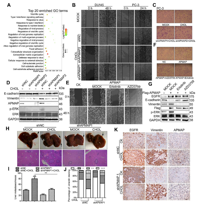 Co-IP-MS/MS、生物信息學(xué)分析-客戶文獻(xiàn)-輝駿生物.png