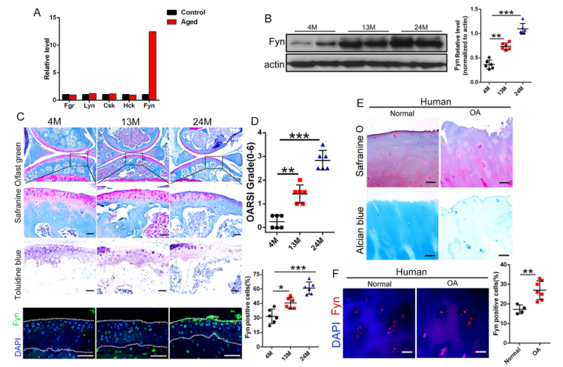 iTRAQ蛋白質(zhì)組學(xué)分析、itraq實(shí)驗(yàn)服務(wù)、iTRAQ技術(shù)