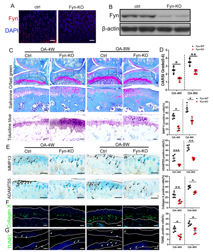 iTRAQ蛋白質(zhì)組學(xué)分析、itraq實(shí)驗(yàn)服務(wù)、iTRAQ技術(shù)