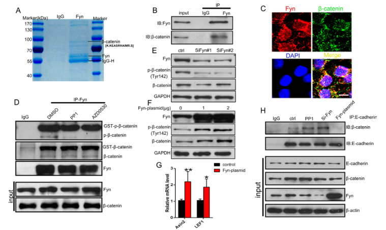 iTRAQ蛋白質(zhì)組學(xué)分析、itraq實(shí)驗(yàn)服務(wù)、iTRAQ技術(shù)