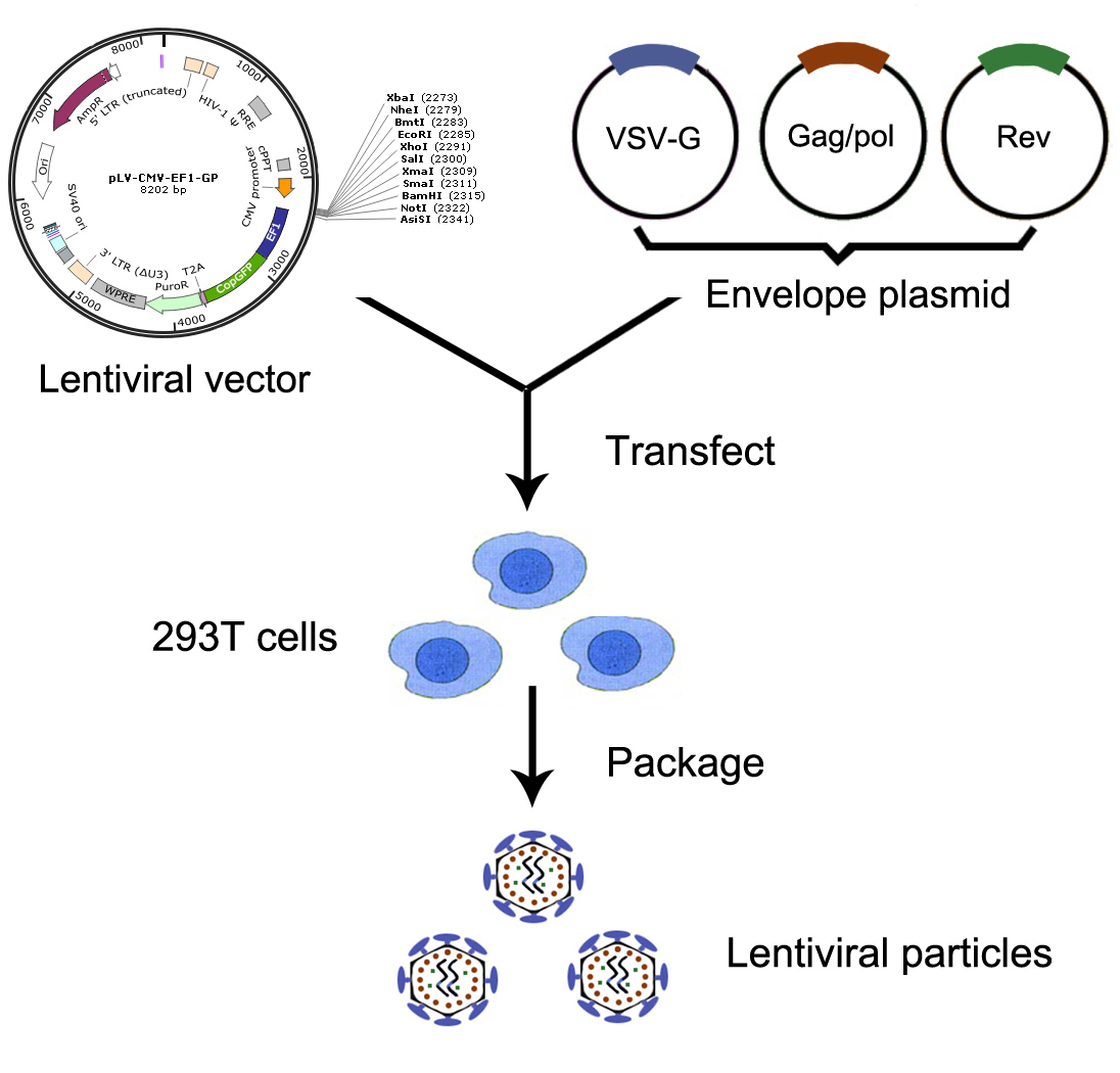 慢病毒包裝實(shí)驗流程