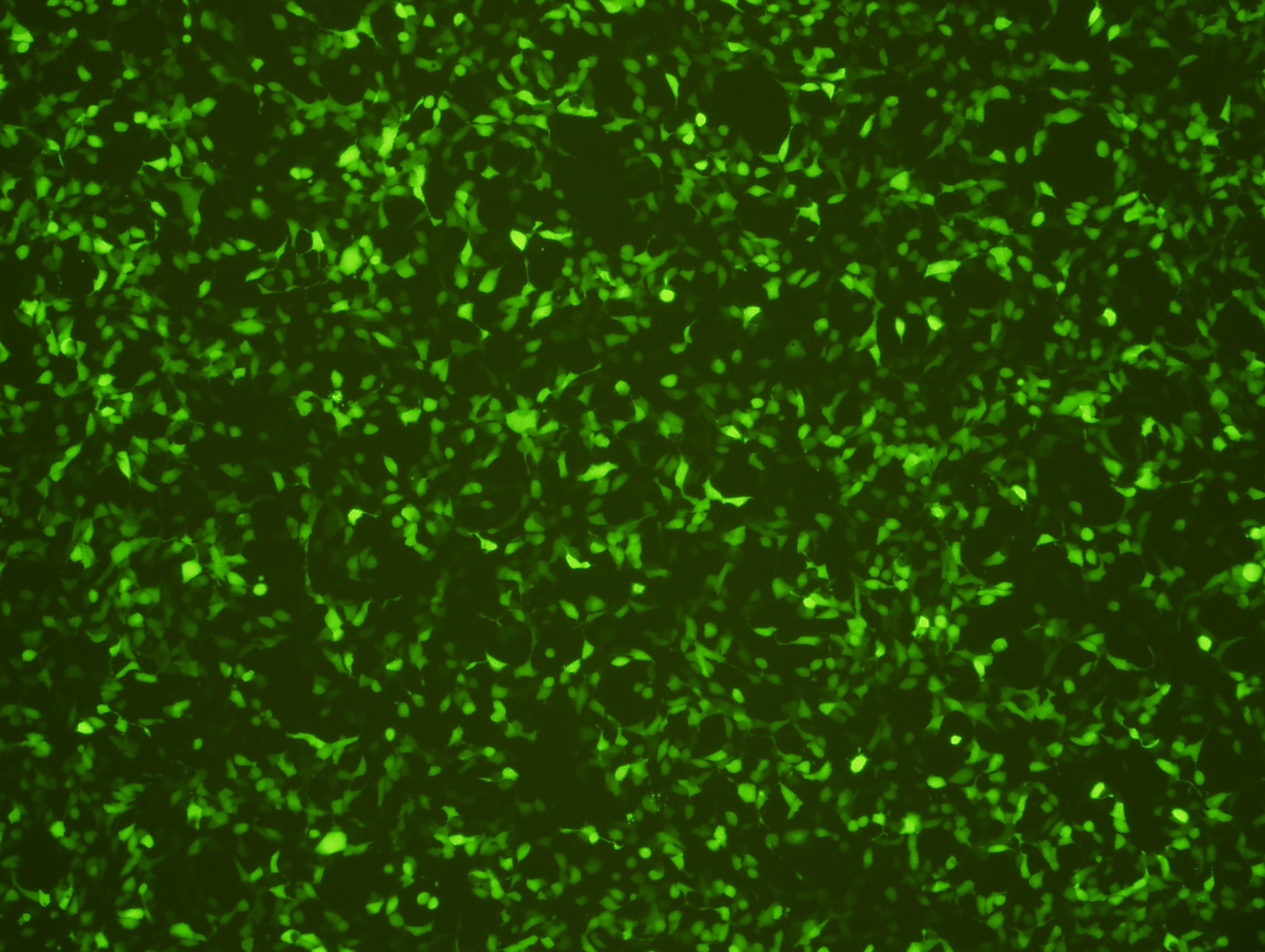 穩(wěn)定細(xì)胞系熒光檢測圖