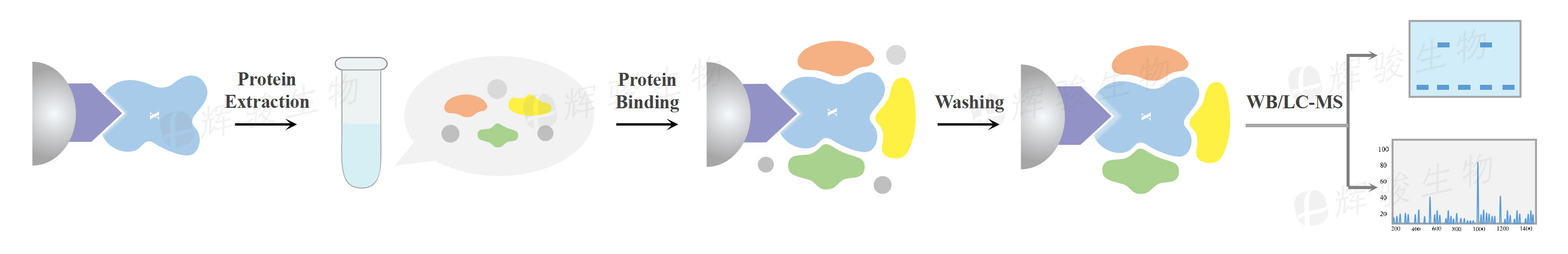 gst pulldown實驗詳細步驟_GST-pull down實驗技術服務外包_GST標簽蛋白.jpg
