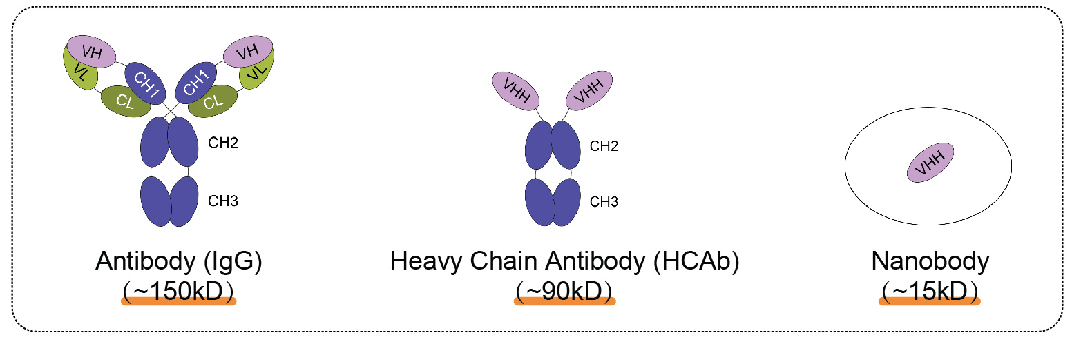 輝駿生物ChainFree? V5納米抗體磁珠-無輕重鏈污染-高效完成COIP