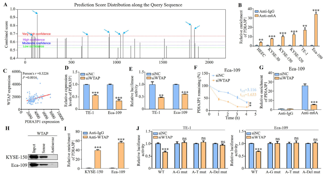 PDIA3P1穩(wěn)定性增強(qiáng)源于IGF2BP1對WTAP介導(dǎo)的m6A修飾的識別