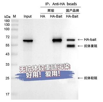 輝駿生物納米抗體磁珠與普通抗體磁珠富集后IP結(jié)果示意圖.jpg 輝駿生物納米抗體磁珠與普通抗體磁珠富集后IP結(jié)果示意圖.jpg