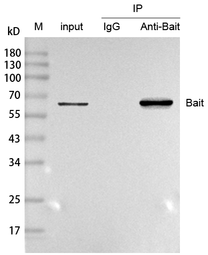 輝駿生物Anti-Mouse IgG for IP, VHH (HRP conjugated) ，IP專用納米二抗-價格實惠/質(zhì)量好.jpg