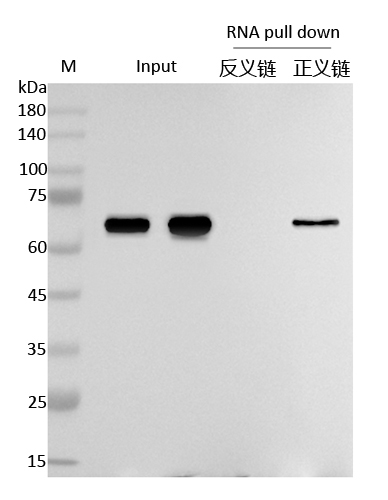 RNA pull down 檢測(cè)圖1.jpg