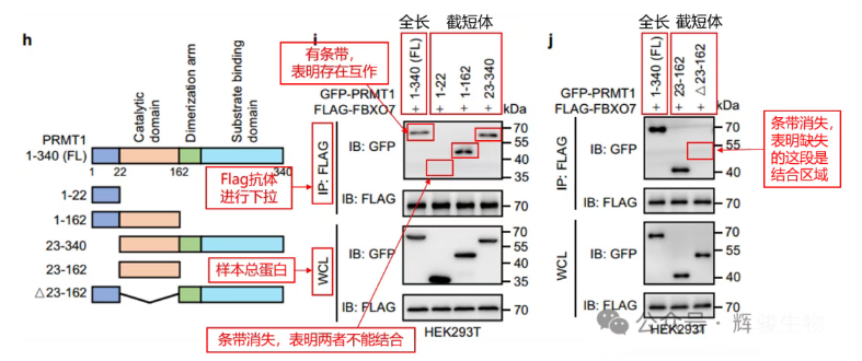 Co-IP體內(nèi)驗(yàn)證蛋白結(jié)合的結(jié)構(gòu)域文獻(xiàn)解析-輝駿生物.png