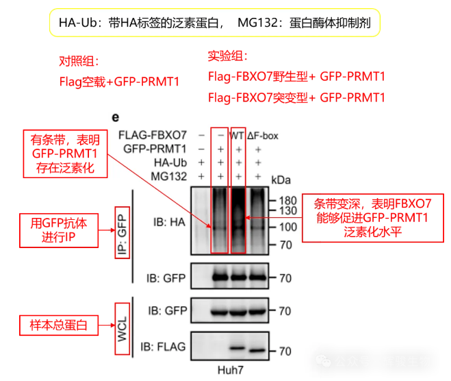 輝駿生物驗(yàn)證蛋白泛素化修飾水平文獻(xiàn)解析.png