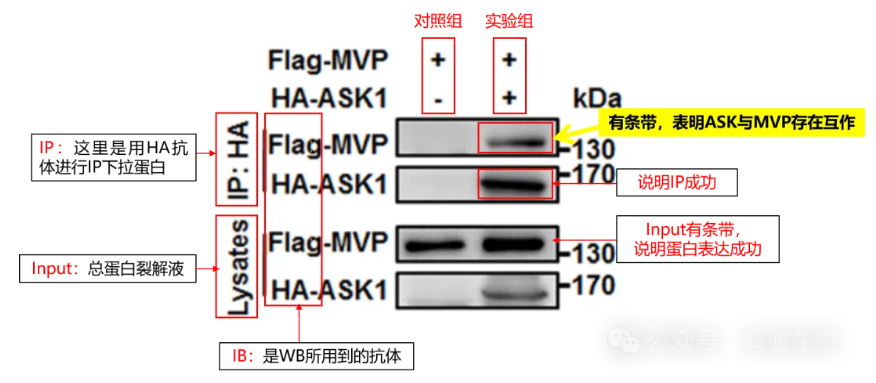 標(biāo)簽Co-IP結(jié)果解讀-輝駿生物眾多IF>30頂刊高分標(biāo)簽CoIP文獻(xiàn)發(fā)表.png
