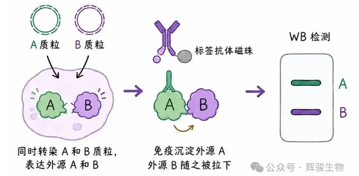 輝駿生物外源定性Co-IP服務(wù)-真實(shí)數(shù)據(jù)-一對(duì)一技術(shù)支持.png