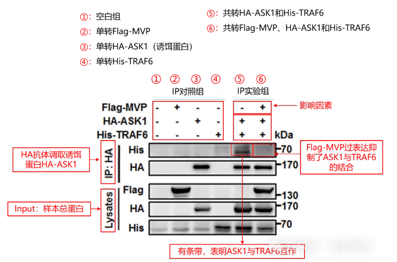 輝駿生物外源定量Co-IP客戶文獻(xiàn)解析.png